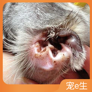 猫外耳炎 中耳炎.jpg.png