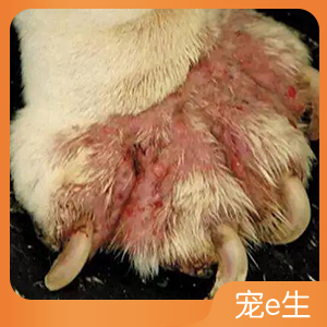 狗 蠕形螨.jpg.png