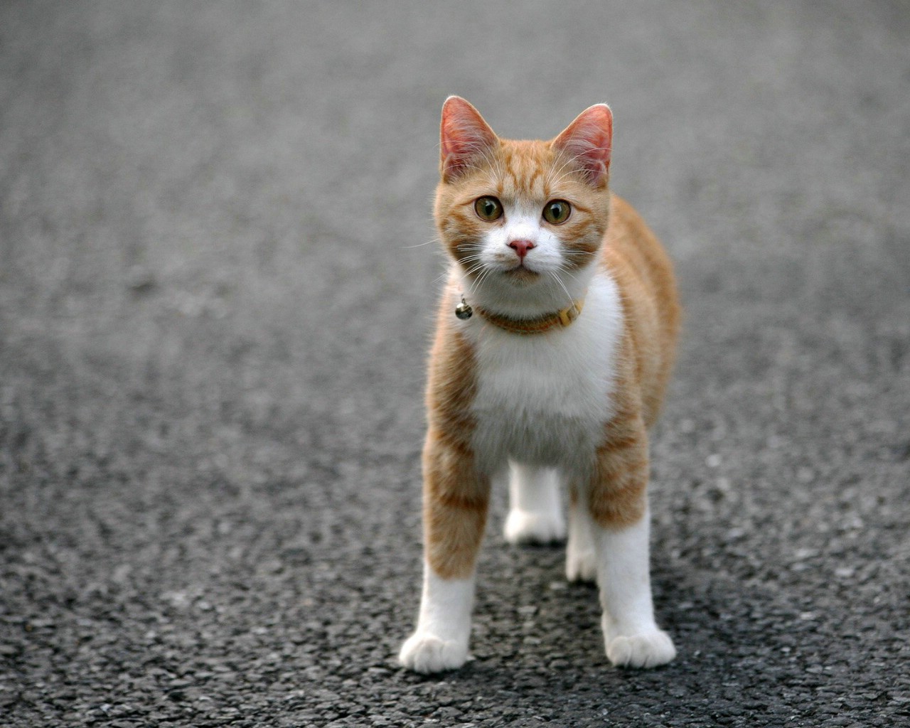 animal_1600_homeless_cat_01_9557_3.jpg