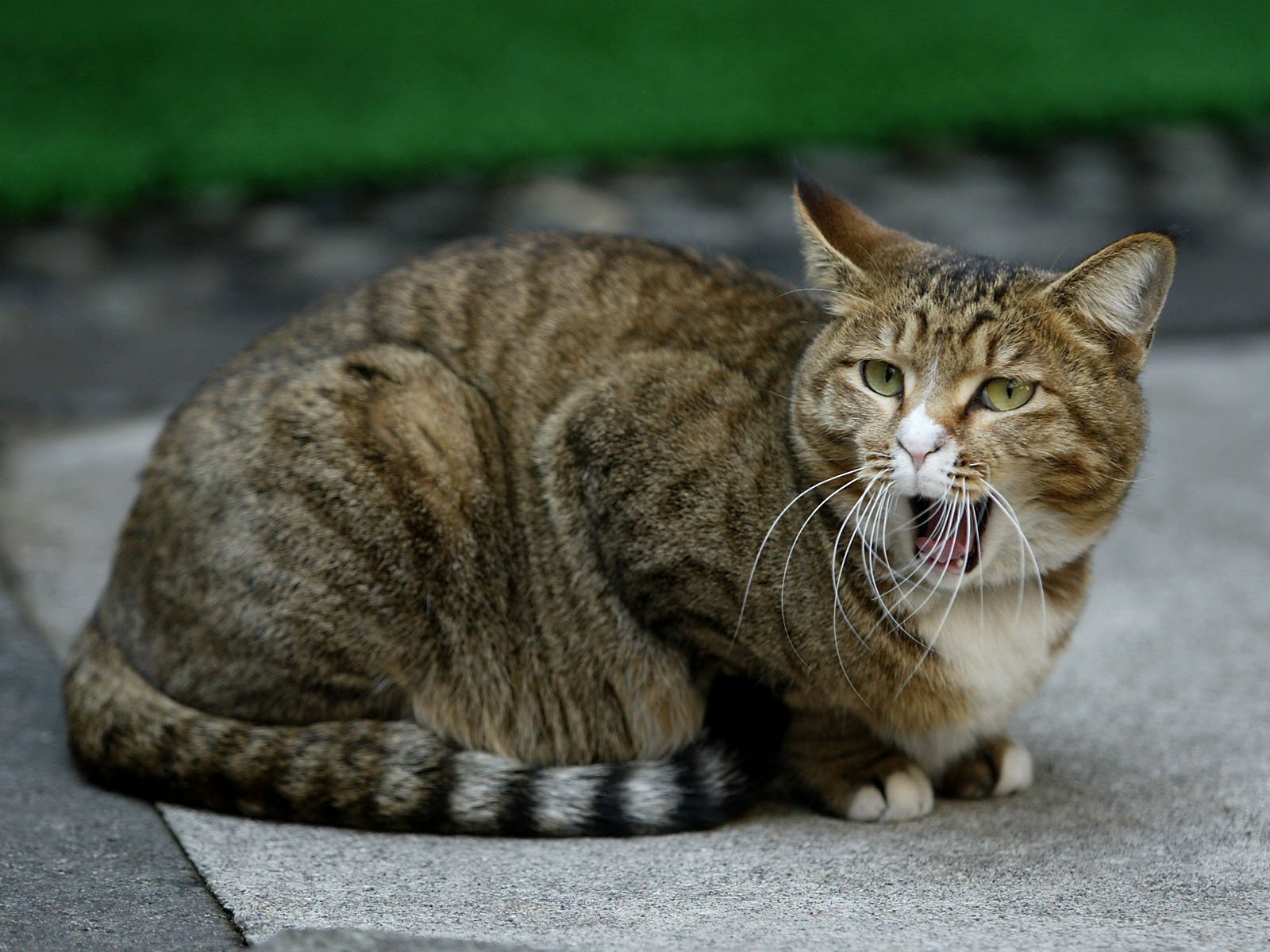 animal_1600_homeless_cat_02_15659_5.jpg