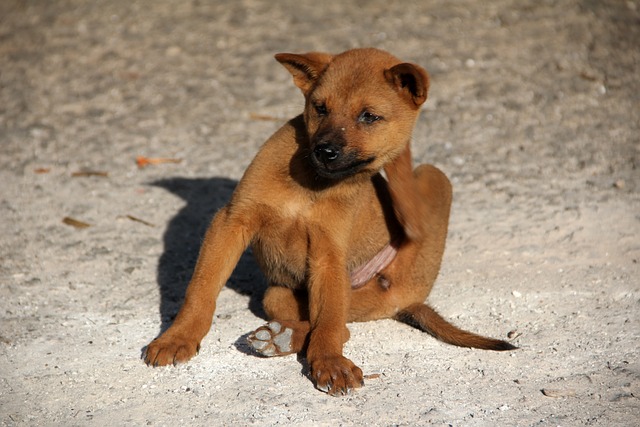 dog-1559746_640.jpg