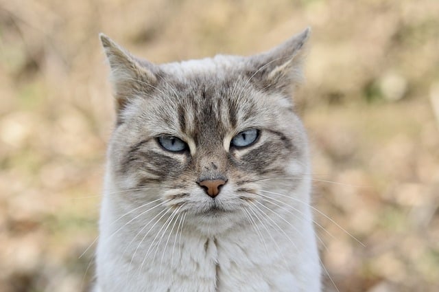 cat-8578562_640.jpg