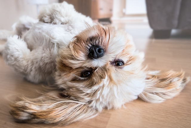dog-2785077_640.jpg