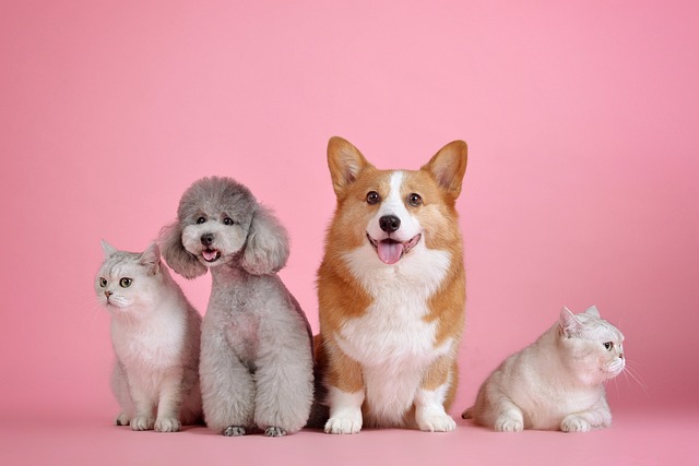 pets-3715733_640.jpg