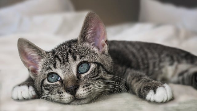 european-shorthair-8136065_640.jpg