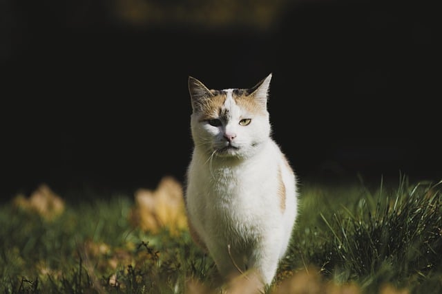 cat-7564358_640.jpg