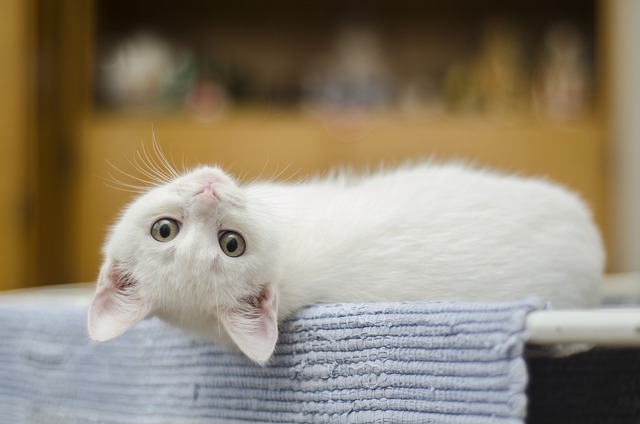kitten-1285341_640.jpg