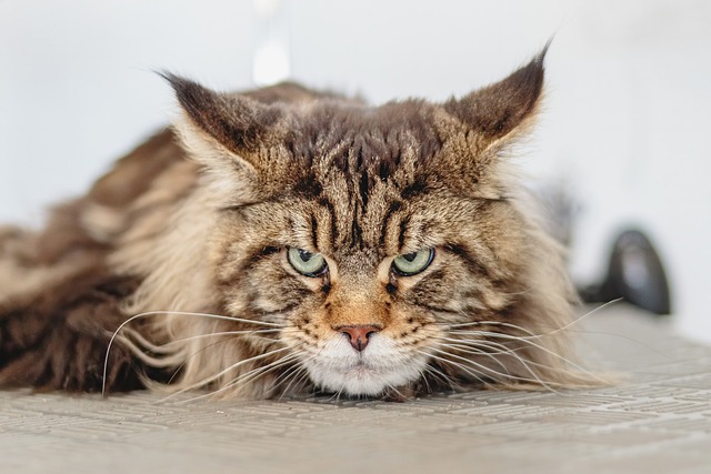 pet-6877246_640.jpg