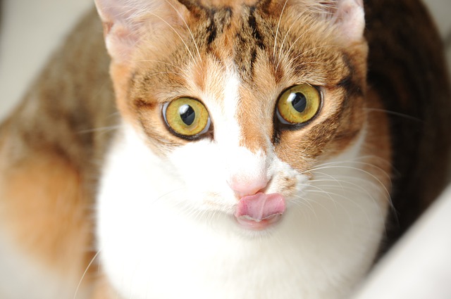 cat-2159830_640.jpg