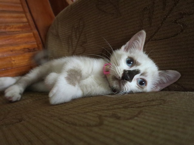 cat-2224466_640.jpg