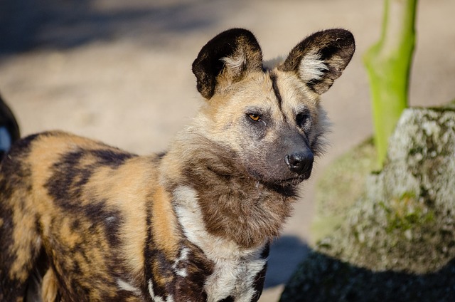 african-wild-dog-1852795_640.jpg