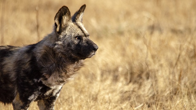 african-wild-dog-7248725_640.jpg