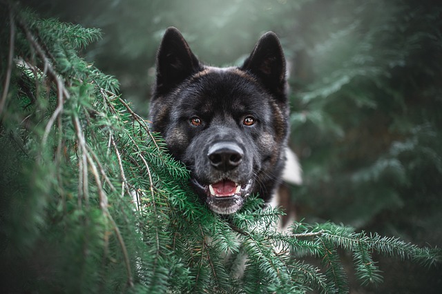 akita-5964180_640.jpg