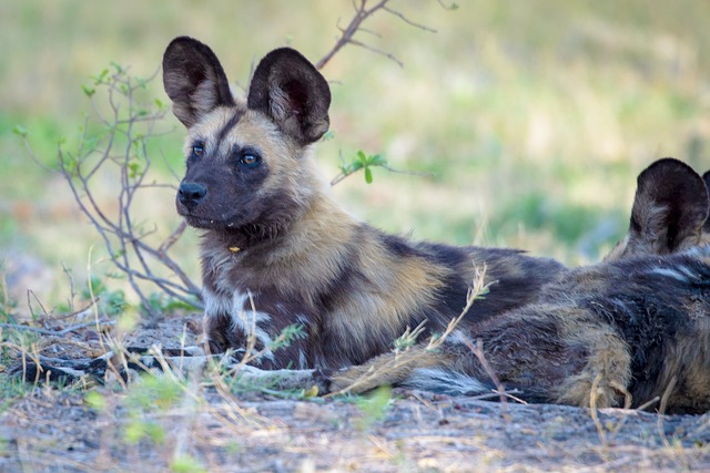 animal-1022397_640.jpg