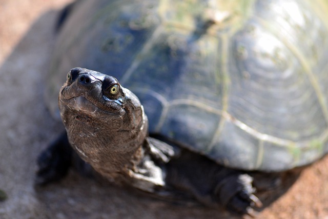 terrapin-411853_640.jpg