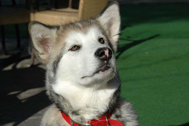 alaskan-malamut-997446_640.jpg