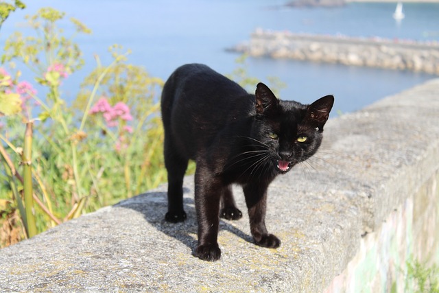 animal-2356797_640.jpg