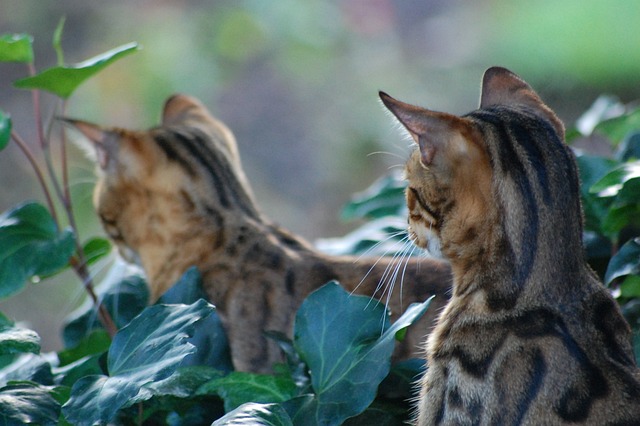 bengal-cat-626676_640.jpg