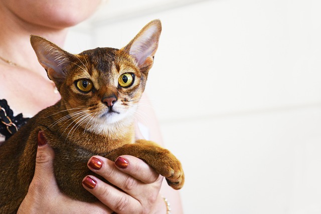 abyssinian-cat-2754331_640.jpg