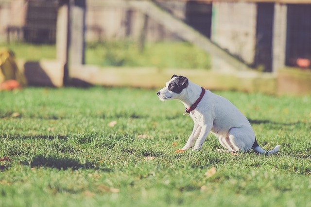 animal-1849988_640.jpg