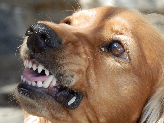 dog-329280_640.jpg
