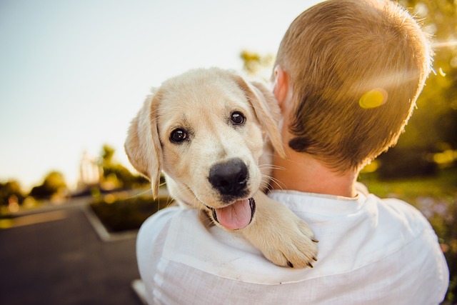dog-3344414_640.jpg