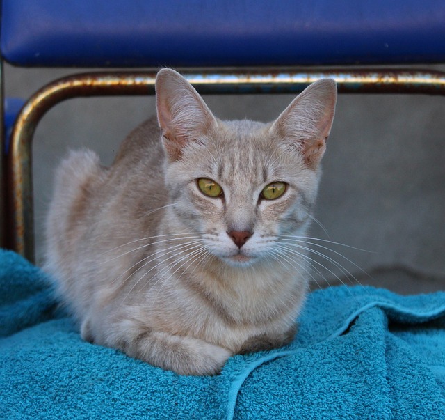 cat-889471_640.jpg