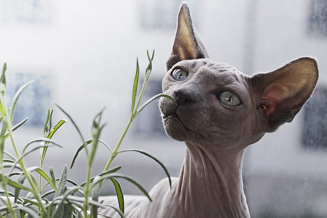 animal-1836651_640.jpg
