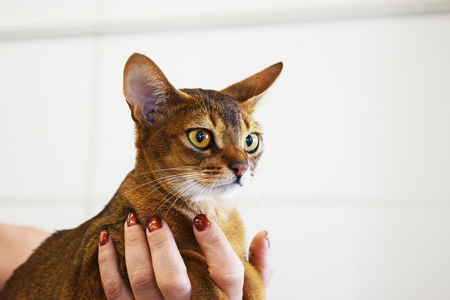 abyssinian-cat-2754332_640.jpg