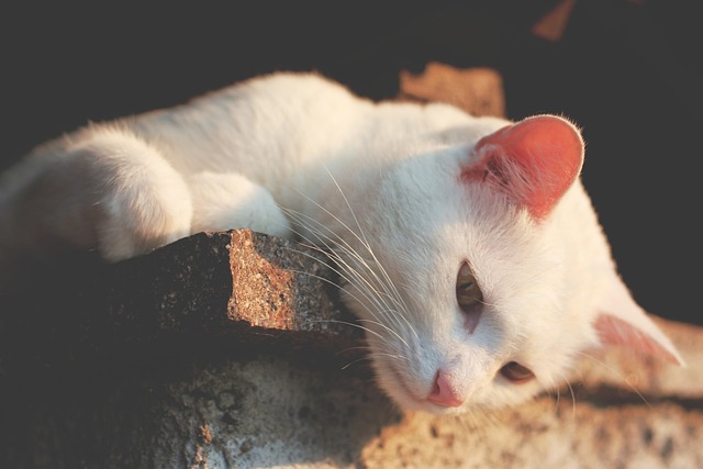 animal-1840028_640.jpg