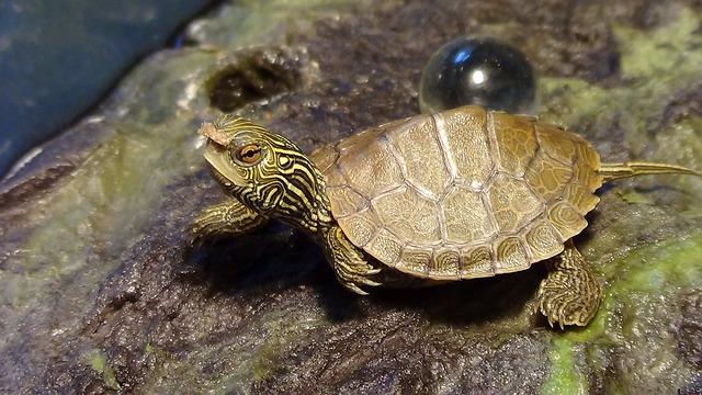 small-turtle-975134_640.jpg