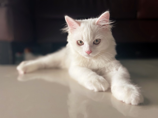 animal-7173206_640.jpg