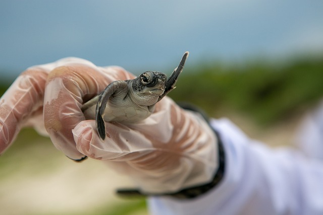 baby-turtle-6074231_640.jpg