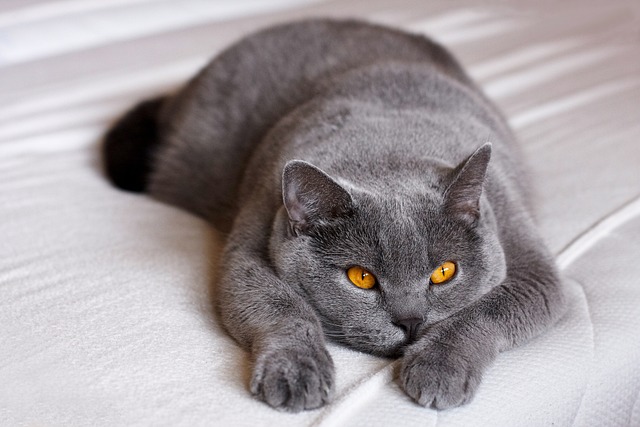 animals-3714805_640.jpg