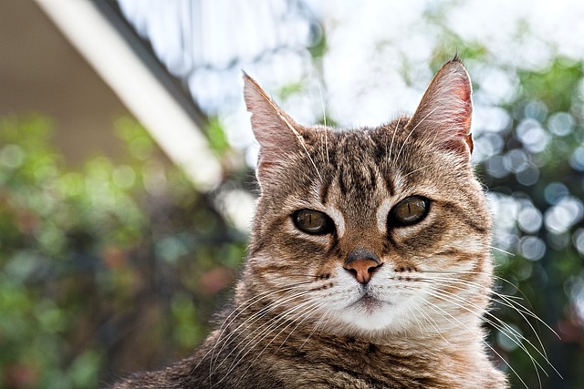 animal-7171380_640.jpg