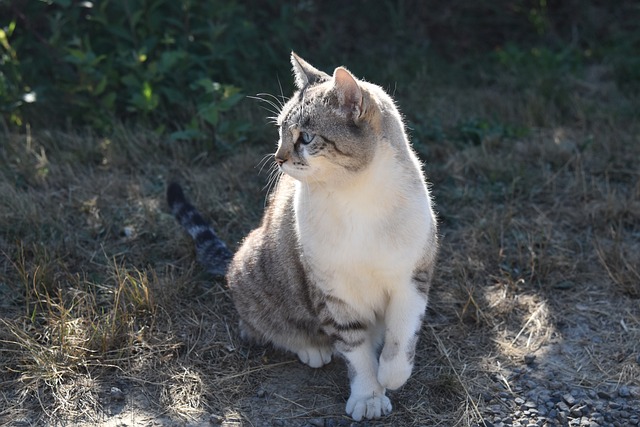 alley-cat-7367558_640.jpg
