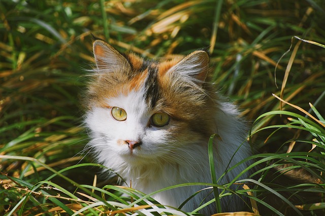 animal-4930124_640.jpg