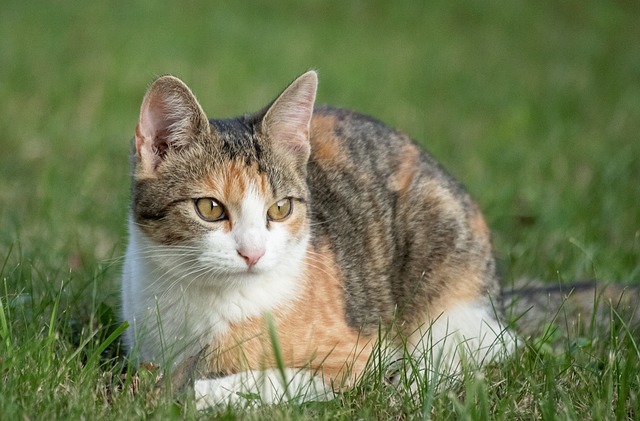 cat-5724411_640.jpg