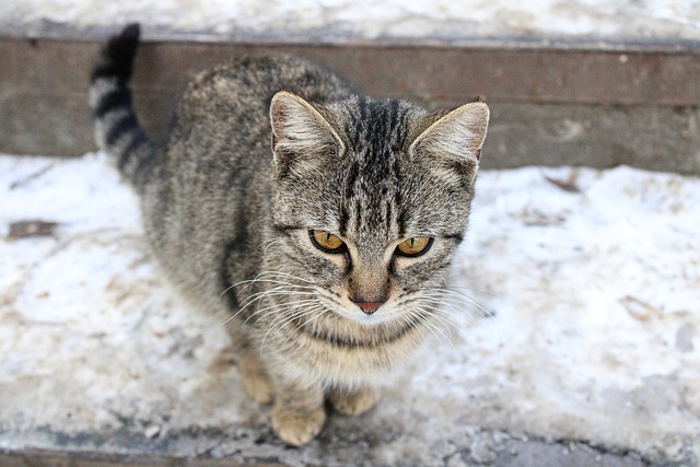 animal-6849542_640.jpg