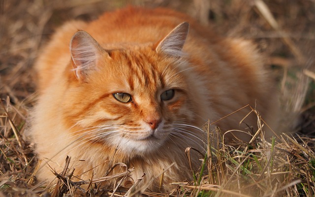 animal-3095114_640.jpg