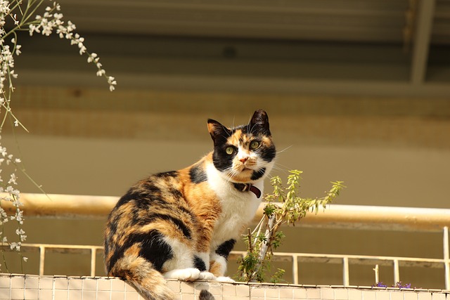 animal-3991771_640.jpg