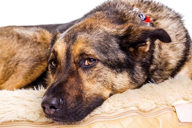 german-shepherd-7813531_640.jpg