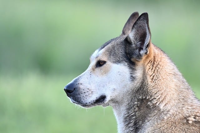 animal-8061694_640.jpg