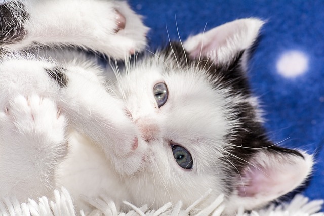 baby-cat-2119628_640.jpg