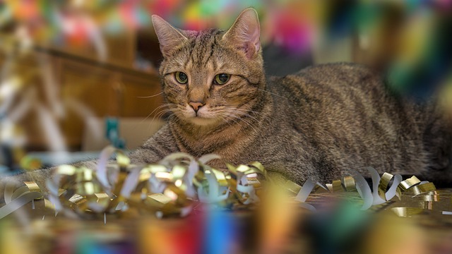 animal-6906645_640.jpg