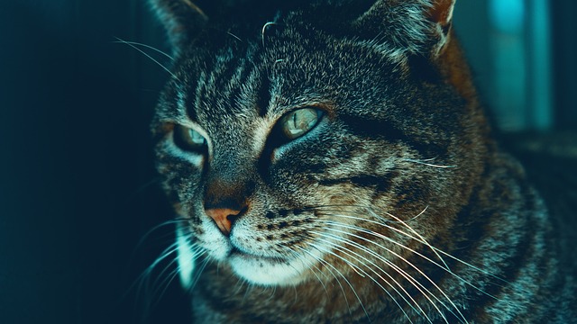 animal-7128959_640.jpg