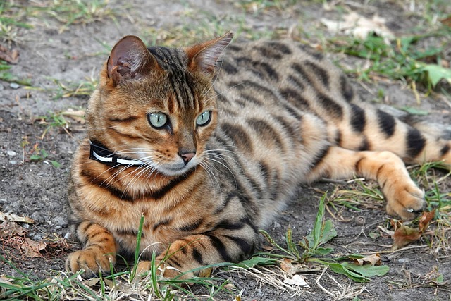 bengal-6003100_640.jpg