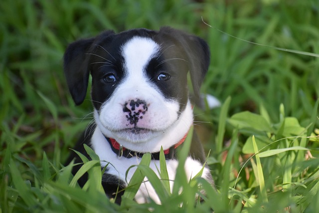 american-bully-6307111_640.jpg