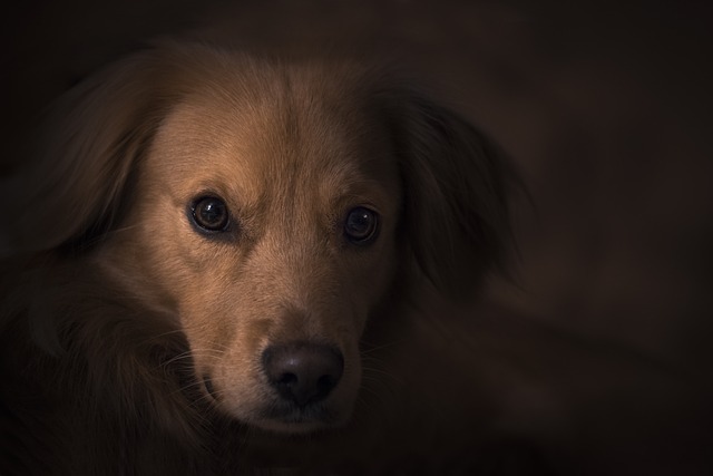 animal-1845265_640.jpg