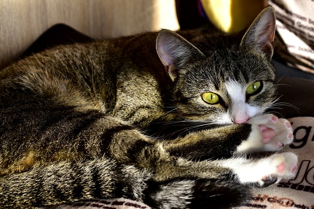 animal-6677177_640.jpg
